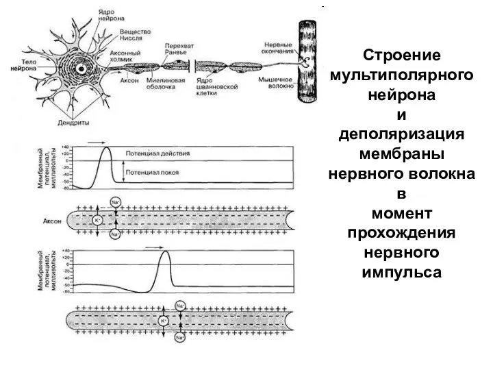 Строение мультиполярного нейрона и деполяризация мембраны нервного волокна в момент прохождения нервного импульса