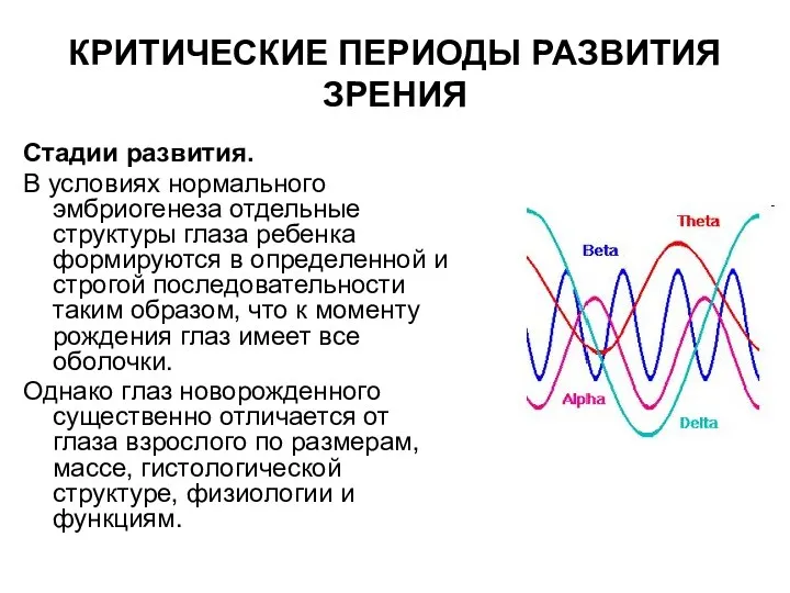 КРИТИЧЕСКИЕ ПЕРИОДЫ РАЗВИТИЯ ЗРЕНИЯ Стадии развития. В условиях нормального эмбриогенеза