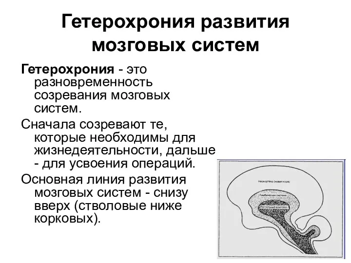 Гетерохрония развития мозговых систем Гетерохрония - это разновременность созревания мозговых