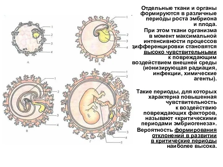 Отдельные ткани и органы формируются в различные периоды роста эмбриона