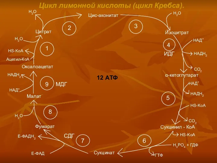 Цикл лимонной кислоты (цикл Кребса). Цис-аконитат Изоцитрат α-кетоглутарат Сукцинил -
