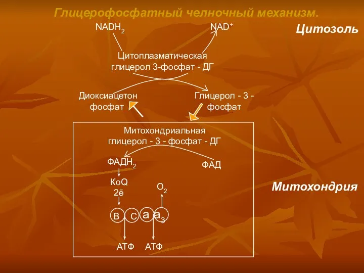 Глицерофосфатный челночный механизм. NADH2 NAD+ Цитозоль Цитоплазматическая глицерол 3-фосфат -