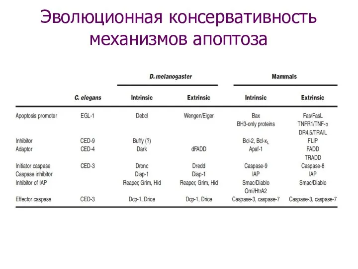 Эволюционная консервативность механизмов апоптоза