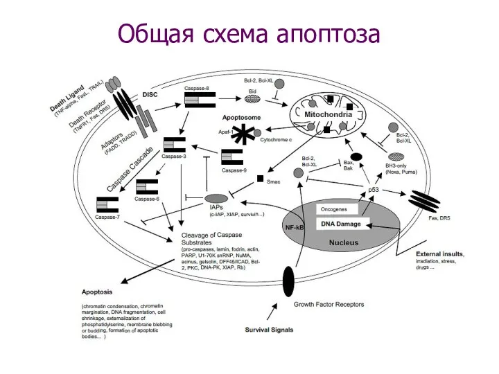 Общая схема апоптоза