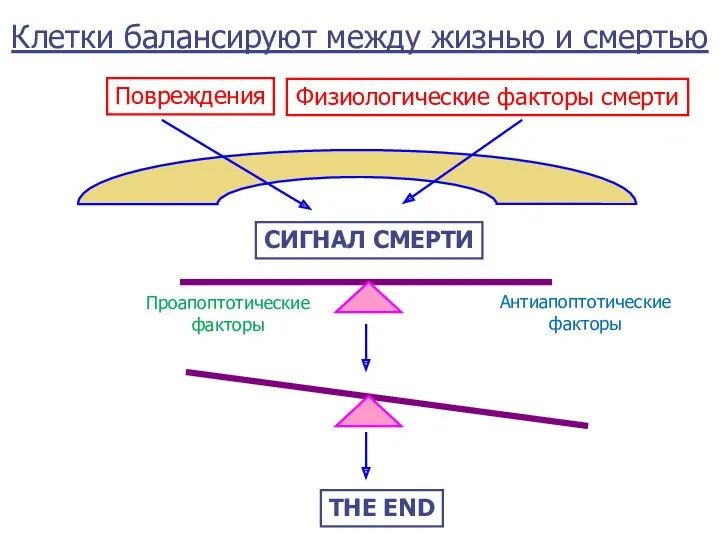 Клетки балансируют между жизнью и смертью Повреждения Физиологические факторы смерти