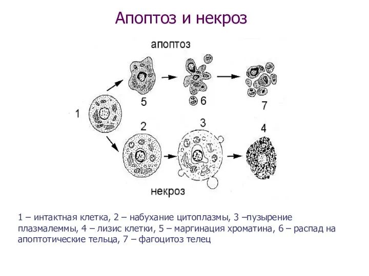 Апоптоз и некроз 1 – интактная клетка, 2 – набухание
