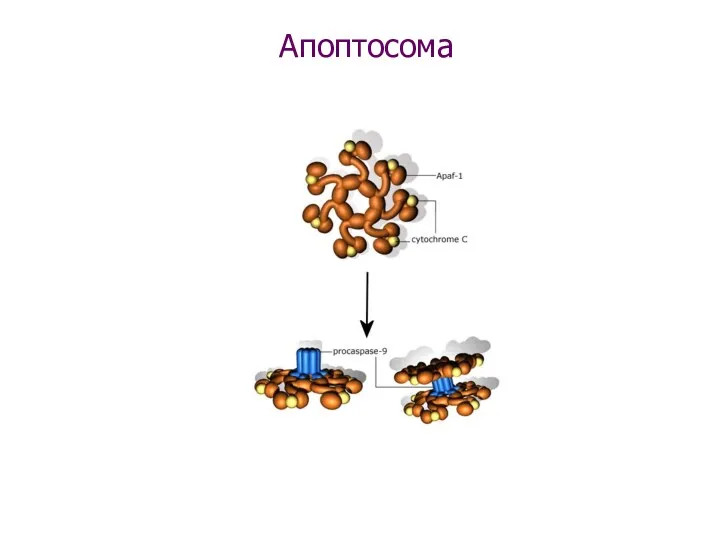 Апоптосома