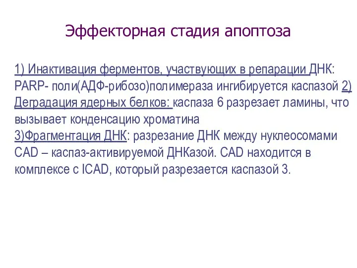 Эффекторная стадия апоптоза 1) Инактивация ферментов, участвующих в репарации ДНК: