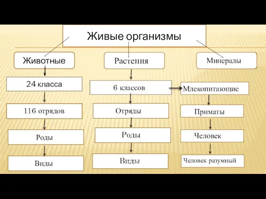 Живые организмы Животные Растения Минералы 24 класса 6 классов 116