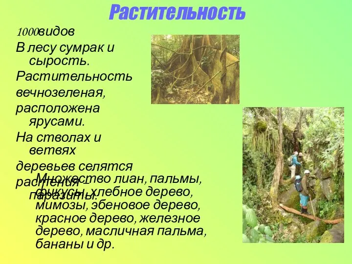 Растительность 1000видов В лесу сумрак и сырость. Растительность вечнозеленая, расположена