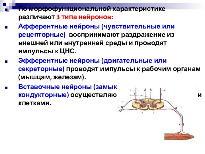 По морфофункциональной характеристике различают 3 типа нейронов: Афферентные нейроны (чувствительные или рецепторные) воспринимают