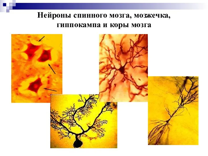 Нейроны спинного мозга, мозжечка, гиппокампа и коры мозга