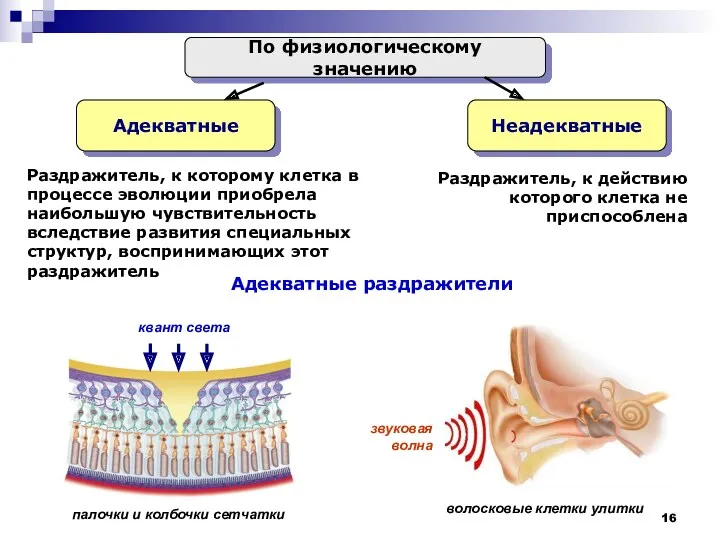 По физиологическому значению Адекватные Неадекватные Раздражитель, к которому клетка в процессе эволюции приобрела