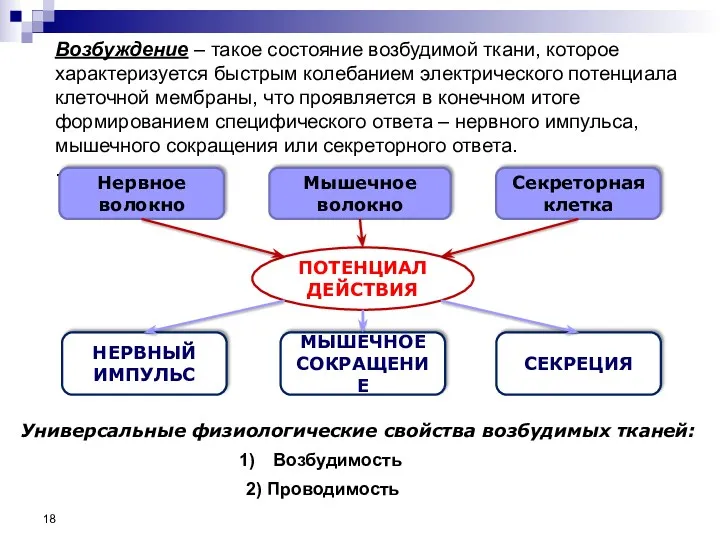 Возбуждение – такое состояние возбудимой ткани, которое характеризуется быстрым колебанием электрического потенциала клеточной