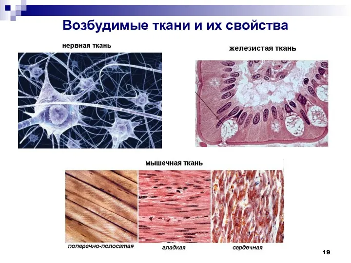 Возбудимые ткани и их свойства