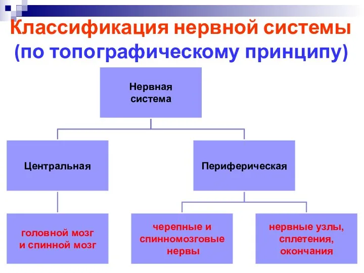 Классификация нервной системы (по топографическому принципу)