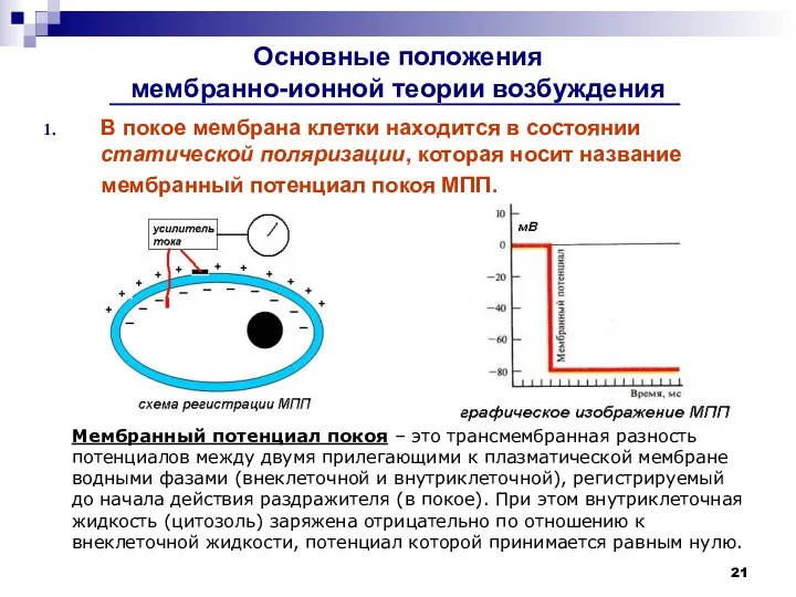 Основные положения мембранно-ионной теории возбуждения В покое мембрана клетки находится в состоянии статической