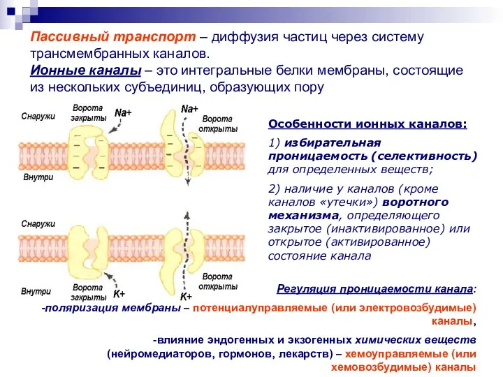 Пассивный транспорт – диффузия частиц через систему трансмембранных каналов. Ионные каналы – это