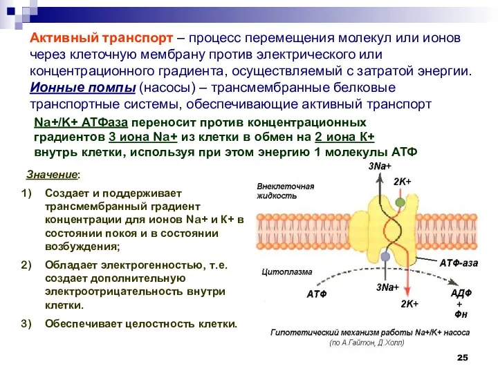 Активный транспорт – процесс перемещения молекул или ионов через клеточную мембрану против электрического