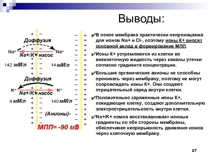 Выводы: В покое мембрана практически непроницаема для ионов Na+ и Cl-, поэтому ионы