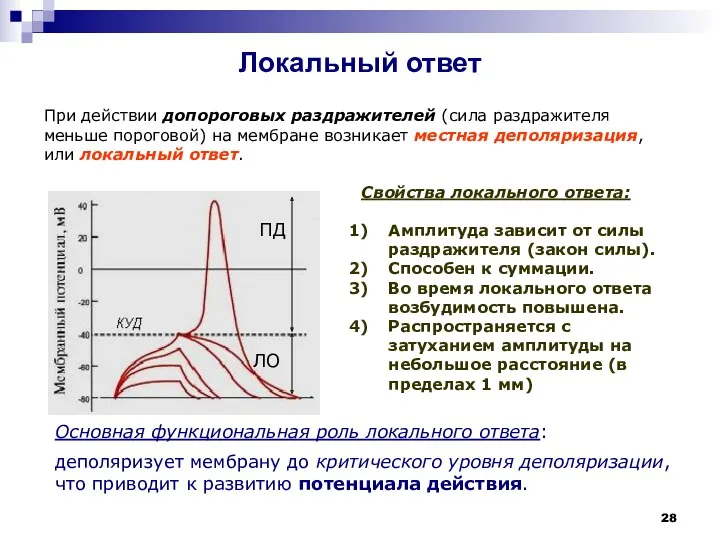 Локальный ответ ПД ЛО При действии допороговых раздражителей (сила раздражителя меньше пороговой) на