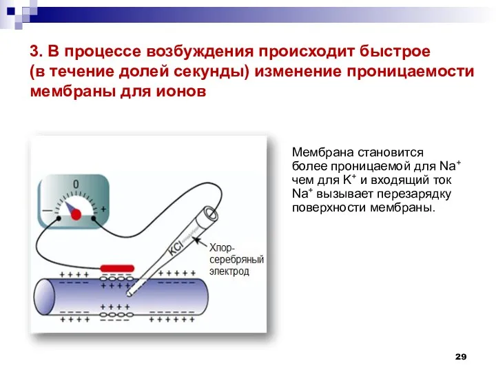 3. В процессе возбуждения происходит быстрое (в течение долей секунды) изменение проницаемости мембраны