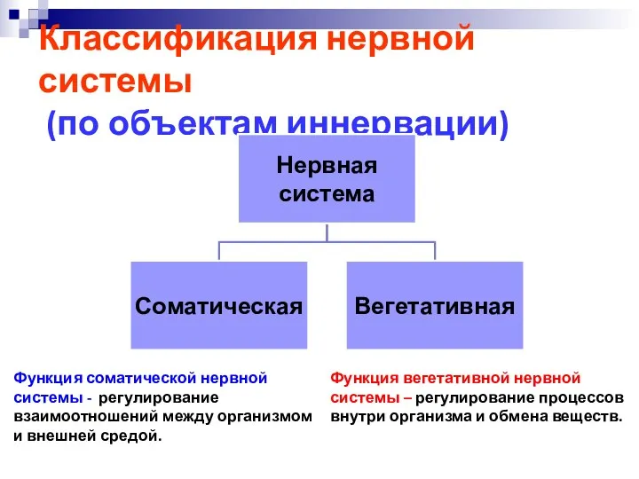 Классификация нервной системы (по объектам иннервации) Функция соматической нервной системы - регулирование взаимоотношений