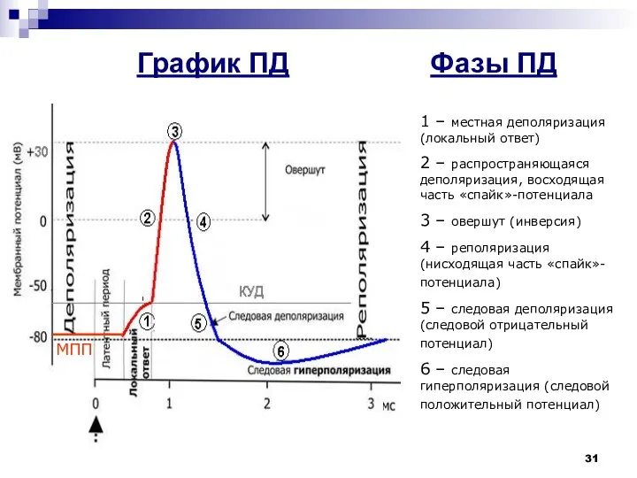 График ПД 1 – местная деполяризация (локальный ответ) 2 – распространяющаяся деполяризация, восходящая
