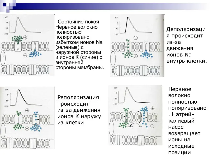 Состояние покоя. Нервное волокно полностью поляризовано избытком ионов Na (зеленые) с наружной стороны