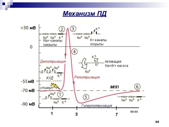 Механизм ПД