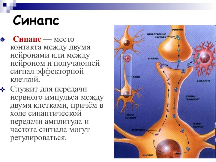 Синапс Синапс — место контакта между двумя нейронами или между нейроном и получающей