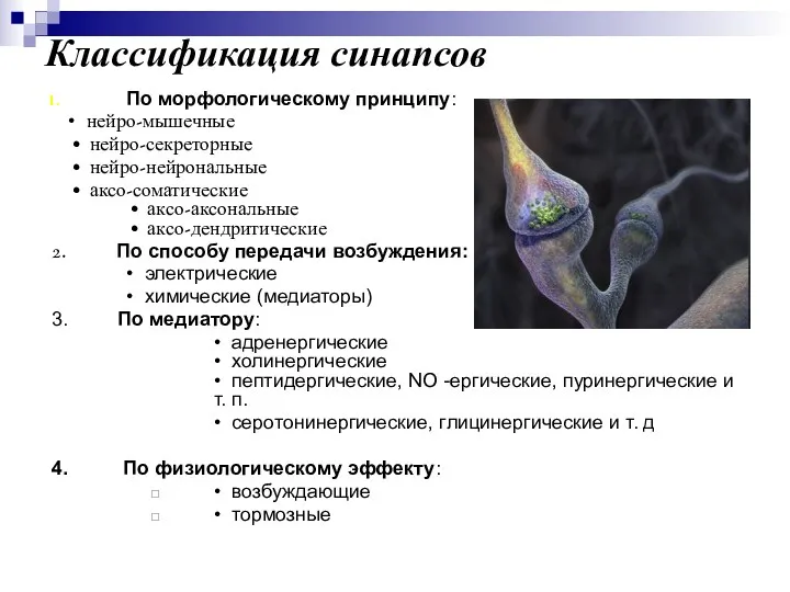 Классификация синапсов По морфологическому принципу: • нейро-мышечные • нейро-секреторные • нейро-нейрональные • аксо-соматические