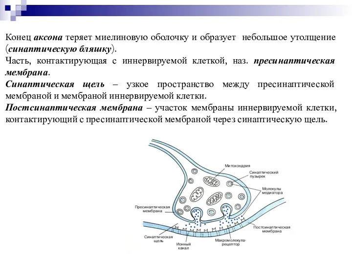 Конец аксона теряет миелиновую оболочку и образует небольшое утолщение (синаптическую бляшку). Часть, контактирующая