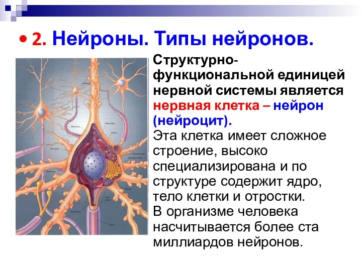 Структурно-функциональной единицей нервной системы является нервная клетка – нейрон (нейроцит). Эта клетка имеет