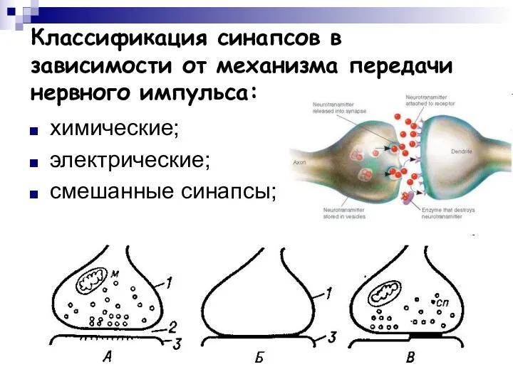 Классификация синапсов в зависимости от механизма передачи нервного импульса: химические; электрические; смешанные синапсы;