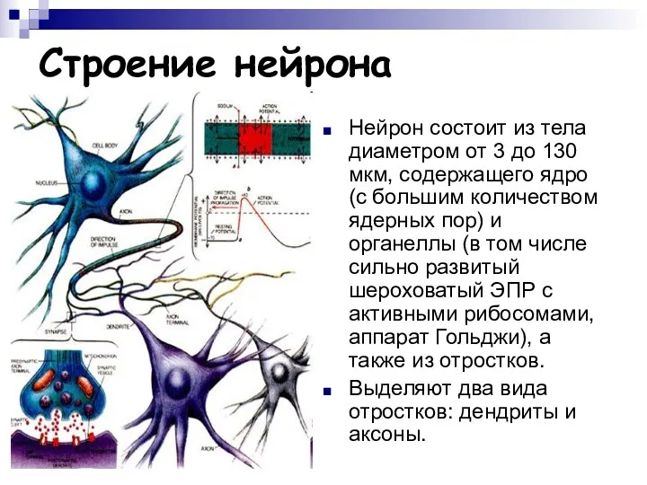 Строение нейрона Нейрон состоит из тела диаметром от 3 до 130 мкм, содержащего