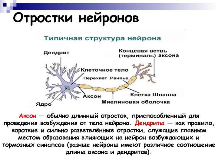 Отростки нейронов Аксон — обычно длинный отросток, приспособленный для проведения возбуждения от тела