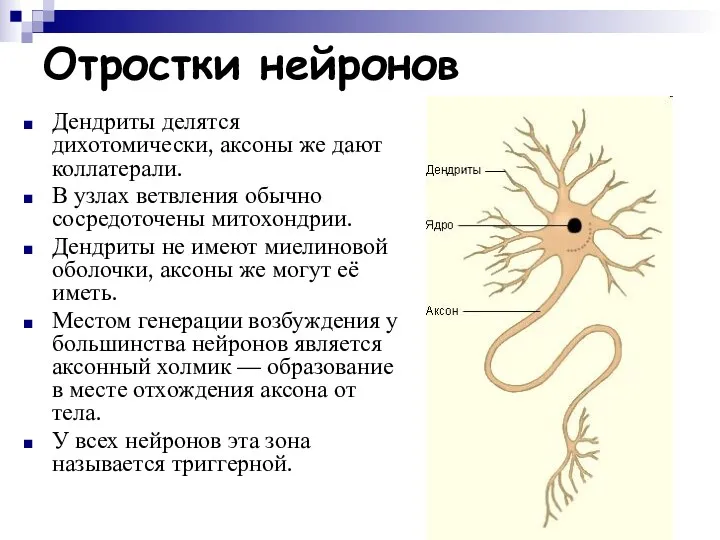 Дендриты делятся дихотомически, аксоны же дают коллатерали. В узлах ветвления обычно сосредоточены митохондрии.