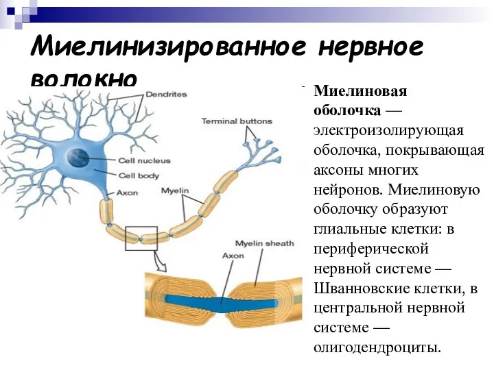 Миелинизированное нервное волокно Миелиновая оболочка — электроизолирующая оболочка, покрывающая аксоны многих нейронов. Миелиновую