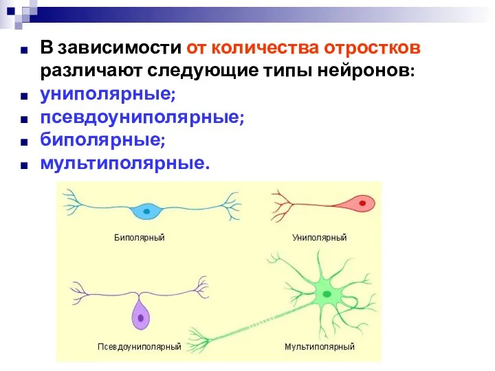 В зависимости от количества отростков различают следующие типы нейронов: униполярные; псевдоуниполярные; биполярные; мультиполярные.