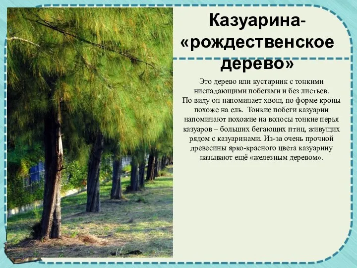 Это дерево или кустарник с тонкими ниспадающими побегами и без