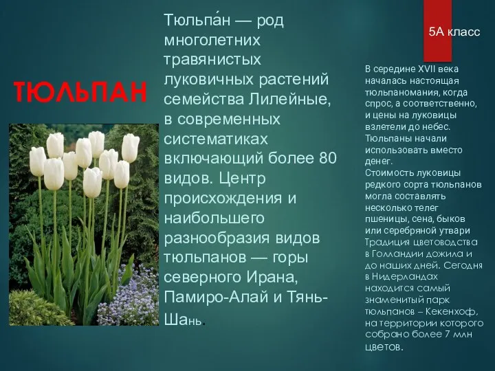 ТЮЛЬПАН Тюльпа́н — род многолетних травянистых луковичных растений семейства Лилейные, в современных систематиках