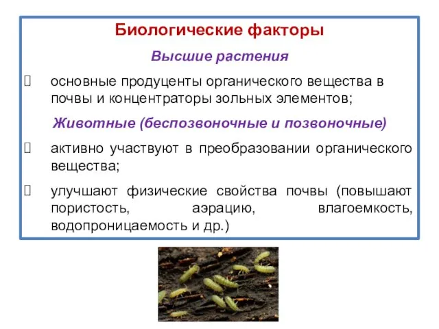 Биологические факторы Высшие растения основные продуценты органического вещества в почвы