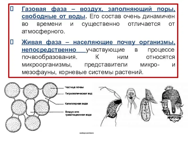 Газовая фаза – воздух, заполняющий поры, свободные от воды. Его