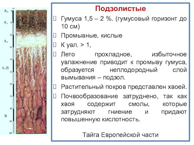 Подзолистые Гумуса 1,5 – 2 %. (гумусовый горизонт до 10