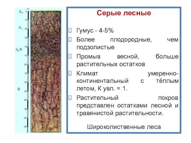 Серые лесные Гумус - 4-5% Более плодородные, чем подзолистые Промыв