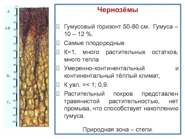 Чернозёмы Гумусовый горизонт 50-80 см. Гумуса – 10 – 12