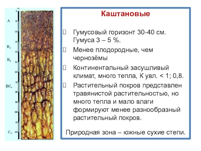 Каштановые Гумусовый горизонт 30-40 см. Гумуса 3 – 5 %.