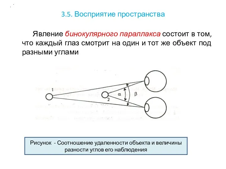 3.5. Восприятие пространства Явление бинокулярного параллакса состоит в том, что каждый глаз смотрит