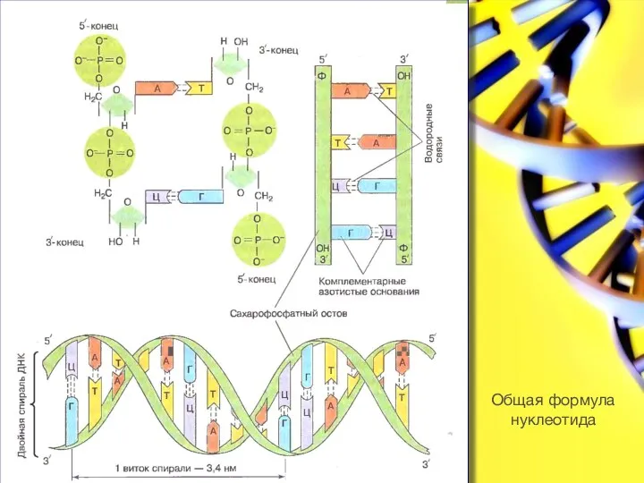 Общая формула нуклеотида